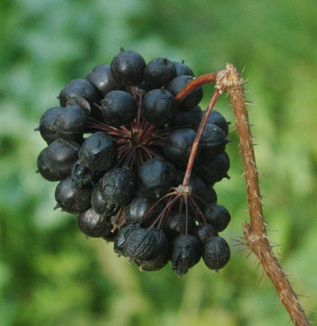 Siberian ginseng